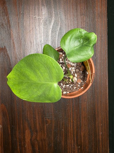 Monstera deliciosa swiss - deliciosa,