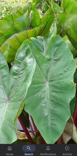 Patra plant colocasia taro - patra, plant,colocasia