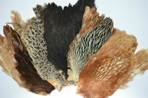 Gordon griffiths hen - gordon,
