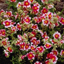 Helianthemum Raspberry Ripple