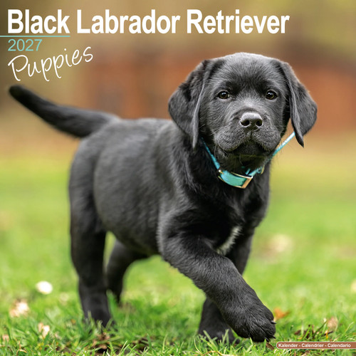 Black labrador puppies 2027 - black,
