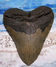 MEGALODON Shark Tooth 4 7/8" sharks teeth BIG jaw fossil REAL megladon SERRATED