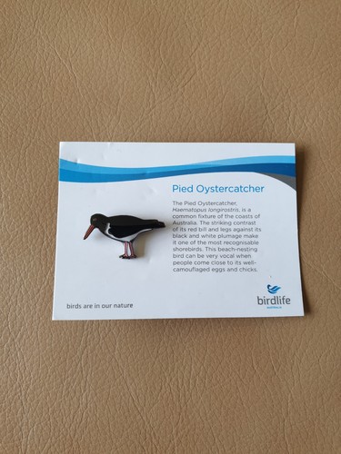 Birdlife australia pied - australia,