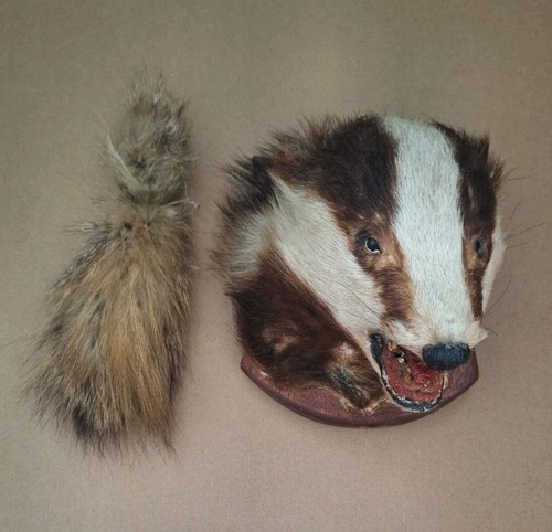 Taxidermy european badger - european,