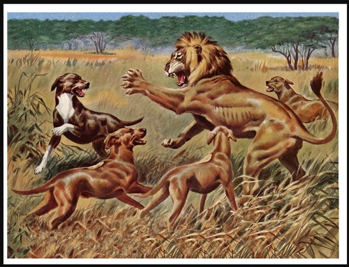 Rhodesian ridgeback and lion - and,