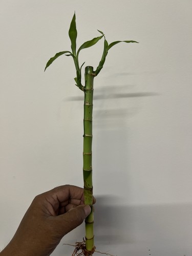 Lucky bamboo plant 40cm - lucky,