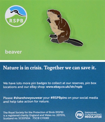 Rspb pin badge niic beaver - badge,