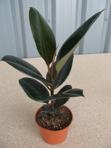 Ficus robusta indoor rubber - ficus,