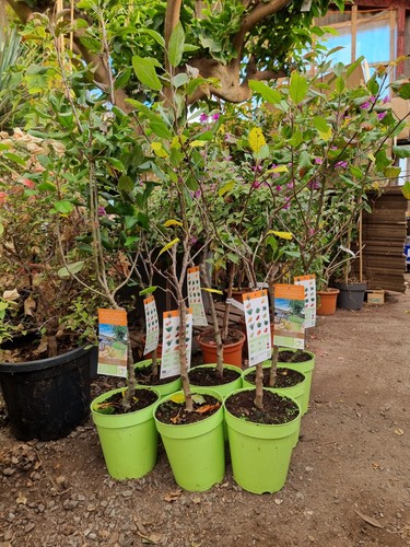 5ltr apple tree - tree, 4ft