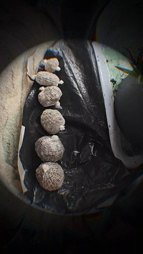 Carp bait pre filled - carp,