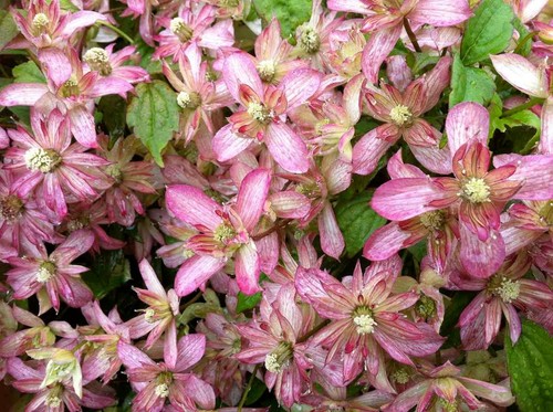Clematis montana marjorie - clematis,