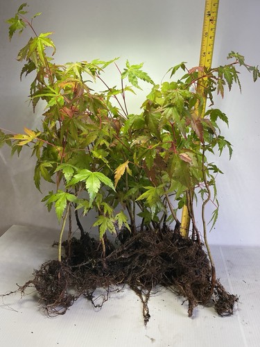 Acer palmatum bonsai - ,