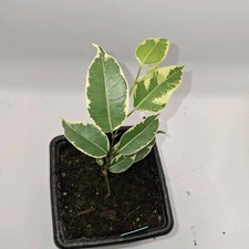 Ficus benjamina