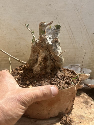 Olive bonsai mediterranean - olive,