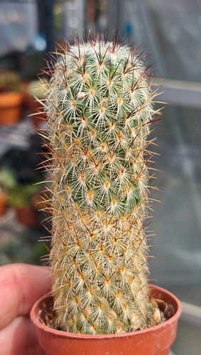 Mammillaria microhelia - mammillaria,