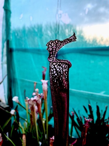 Sarracenia leucophylla dark - leucophylla,