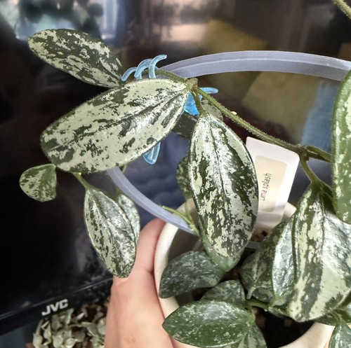 Hoya lima splash fresh cutting - lima,