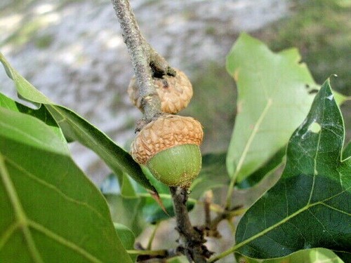 Blackjack oak acorns - 12,