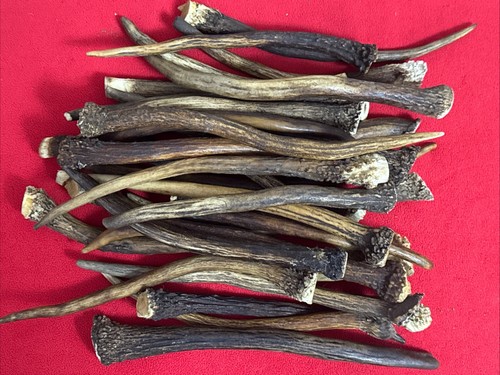 1kg deer antler - of,