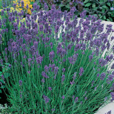English Lavender Hardy Flower Evergreen Garden Plant 'Dwarf Blue' 9cm Pots T&M