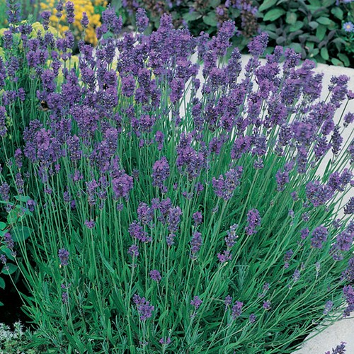 English lavender hardy flower - lavender,