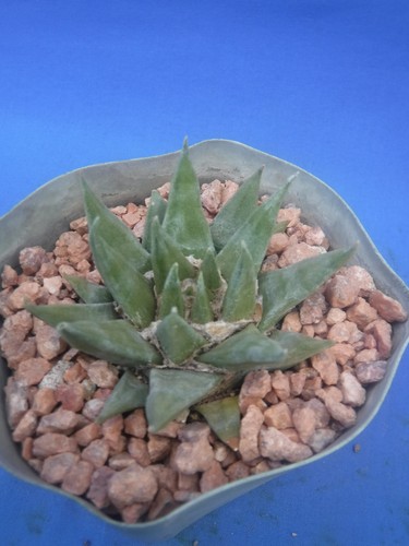 Ariocarpus trigonus live - ariocarpus,