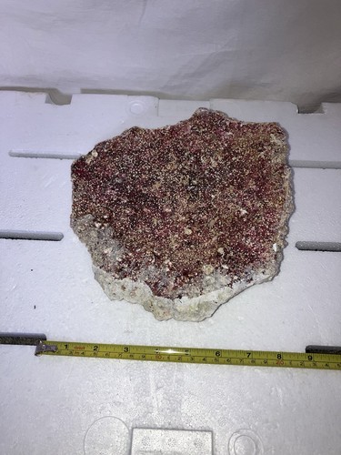 Rr2 real reef - rr2,