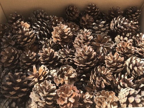 100 scots pine cones crafts - x,
