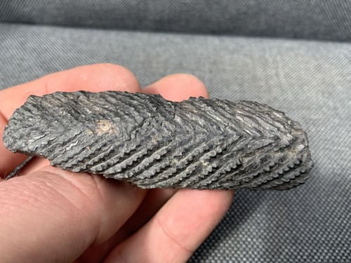 Fossil shark dorsal fin - fossil,