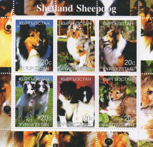 Shetland sheepdog dog 2000 - dog,