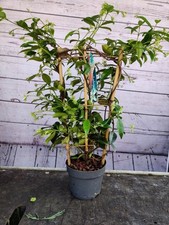 Climbing Trachelospermum 1.5L Scented Jasmine Fragrant White Flower Garden Plant