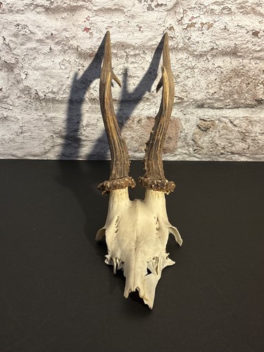 Roe deer skull with antlers - deer,