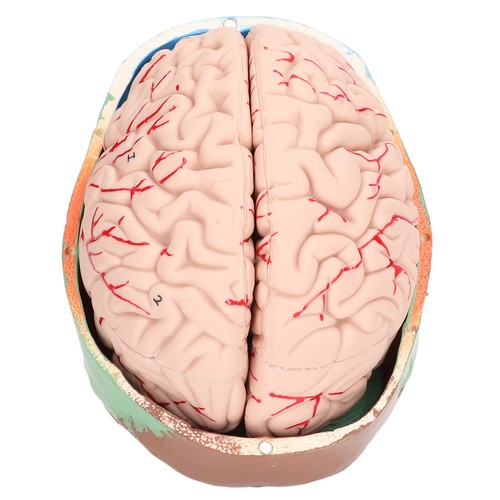 Human brain model - human,