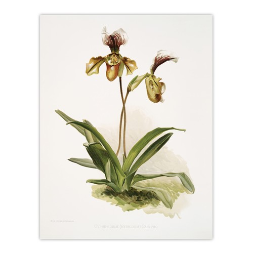 Frederick sander cypripedium - sander,
