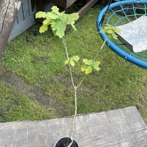 English oak tree - english,