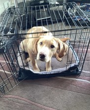 Heavy Duty dog cage, Great For