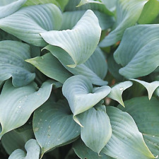 Hosta 'Fragrant Blue' Herbaceous Perennial Hardy Plant In 9cm Pot