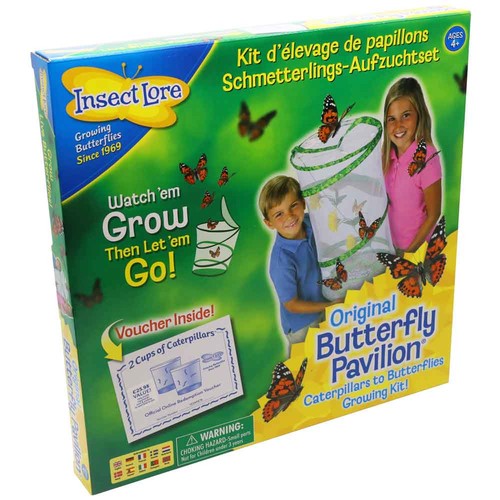 Insect lore live butterfly - live,