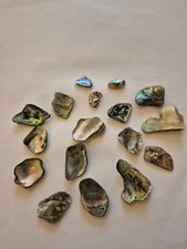 Natural loose Abalone Shells