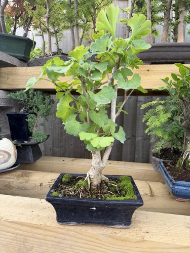 Ginkgo bonsai tree potted - bonsai,