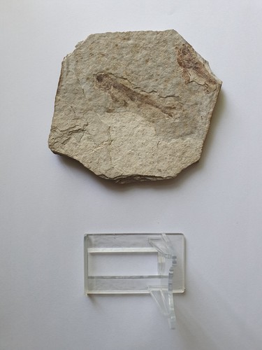 Natural fossil fish 35 - natural,