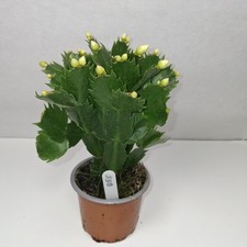 Christmas Cactus – White Blooms – Budded & Ready to Flower – 9cm Pot