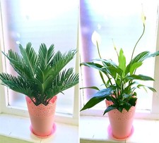 1 Evergreen Home Office Plant