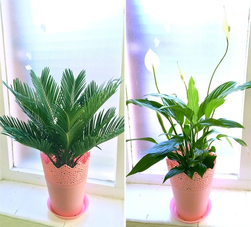 Evergreen home office plant - 1,