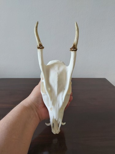 Muntjac buck deer skull - muntjac,