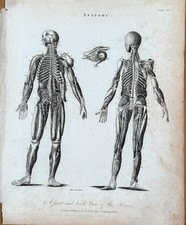 Antique Original Black & White Engraving by J.Pass 1796 Front & Rear View Nerves