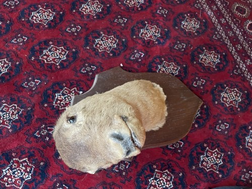 Vintage french taxidermy roe - vintage,