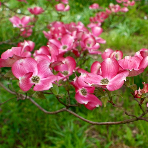 Cornus florida 120 140cm - florida, 120-140cm