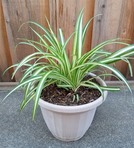Variegated live spider plant - live,