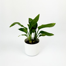 Bird Of Paradise Double Stem